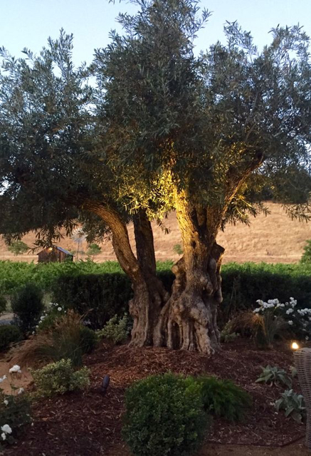 Ru's Farm | Olive Tree