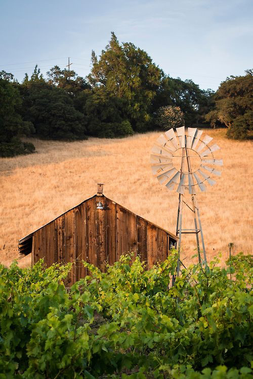 Ru's Farm | Barn & Windmill